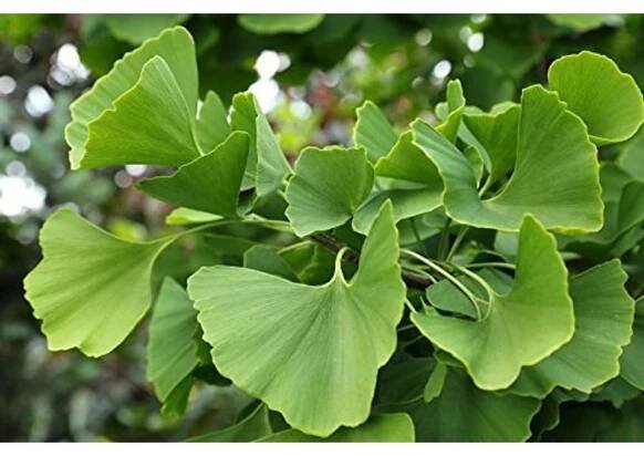Ginkgo biloba — Stock obrázek