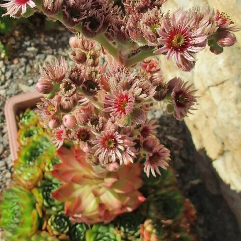 Netřesk střešní – Sempervivum tectorum – osivo netřesku