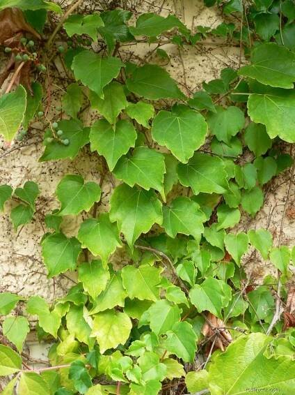 Loubinec trojlaločný (Parthenocissus tricuspidata)