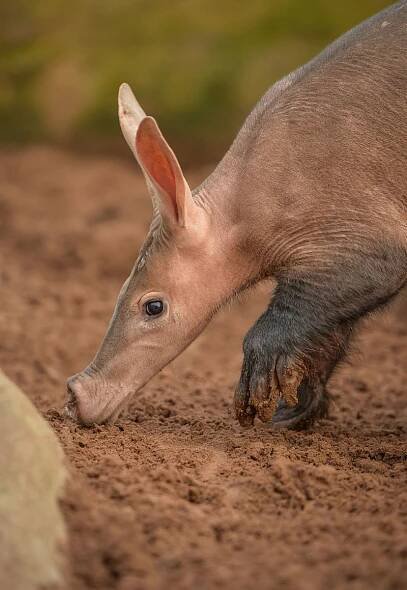 Aardvark 5