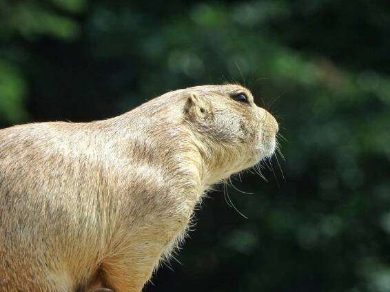 Výlet do Zoo Brno | ZŠ Václavské náměstí
