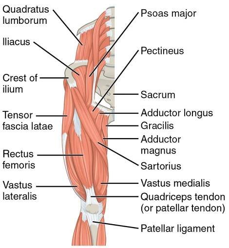 Hip flexors.png
