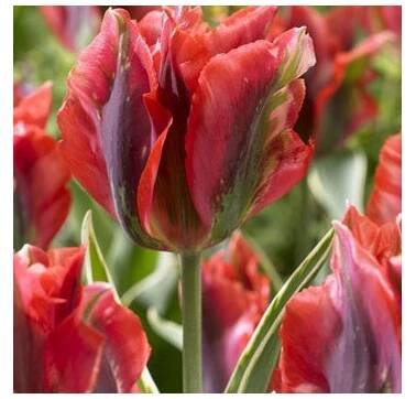 Tulipán Hollywood star - Tulipa - cibuľoviny - 3 ks