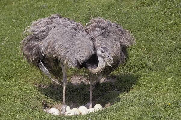 Listen: Greater Rhea Nests Are Filled With Dozens of Whistling Eggs