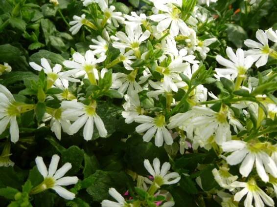 scaevola