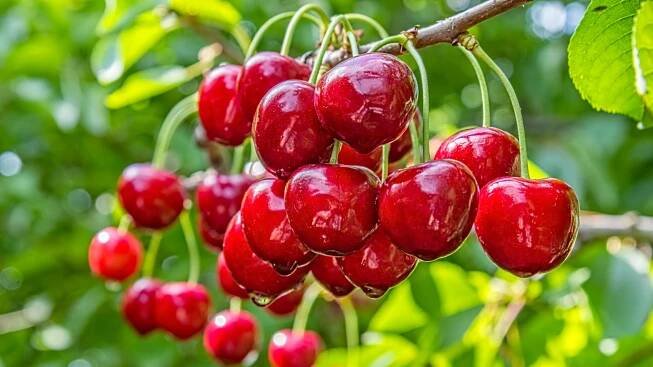 Třešně jsou neuvěřitelně léčivé. Zkuste jednou týdně třešňovou kúru