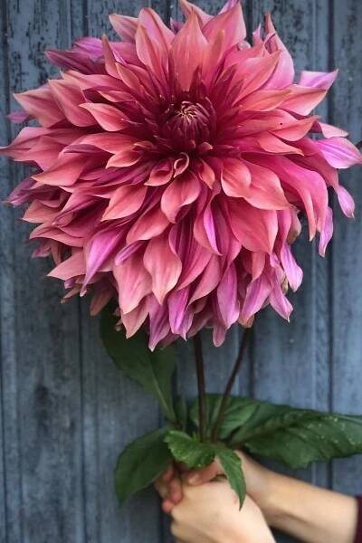 Dahlie Penhill Dark Monarch