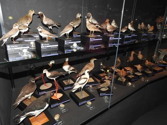 Květiny, kam se podíváš. Ornitologická stanice zve na Den květů
