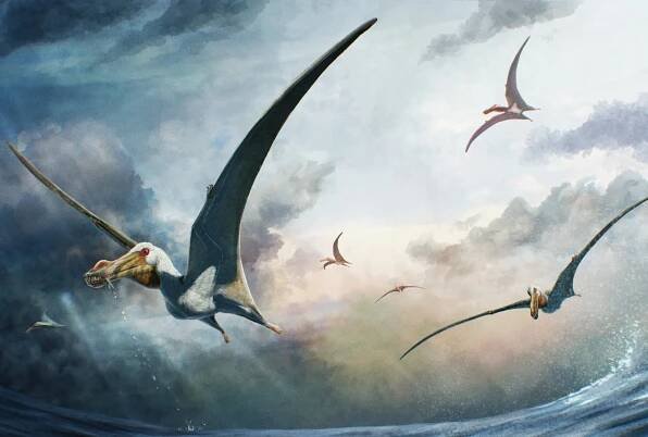 Amatérský paleontolog objevil v Austrálii nový druh ptakoještěra - Minutové zprávy 