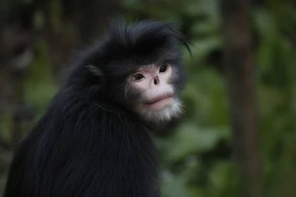 Myanmar snub-nosed monkey