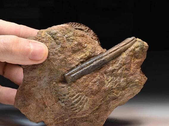 amonit Parkinsonia parkinsoni | minerals-fossils.cz