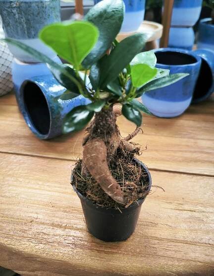 Fíkus, Ginseng, bonsaj, průměr květináče 6 cm, na prodej | ZAZUMi.cz