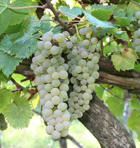 Soubor:Vitigno Pecorino di Arquata del Tronto - Grappoli d'uva.jpg