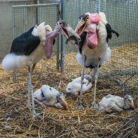 Pražské zoo se podařilo odchovat tři mláďata čápa marabu