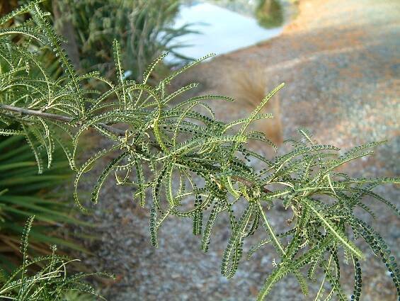 Sophora longicarinata