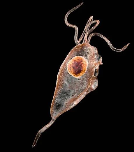 Trichomonas vaginalis protozoan izolované na černém pozadí, 3D ilustrace. Parazit způsobující trichomoniázu, pohlavně přenosnou infekci u mužů a žen — Stock obrázek