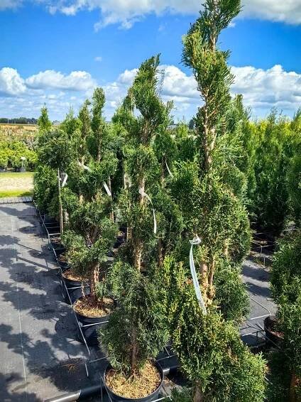 Thuja Occidentalis - THUJE SMARAGD Zerav západní - Stříhaná spirálka Druh rostliny zerav