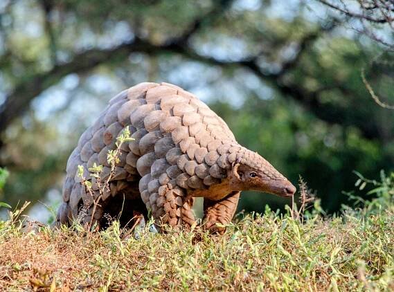 World Pangolin Day: project launched to save the elusive mammal
