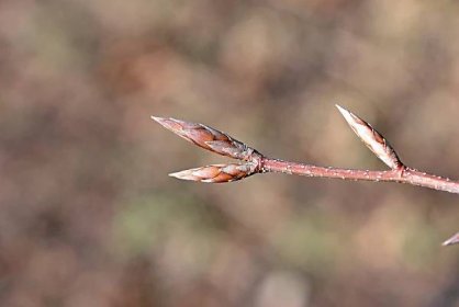 Buk lesní Atropurpurea (Fagus sylvatica)