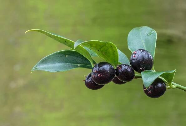 File:Sarcococca Hookeriana 25-01-2020. (d.j.b). 05.jpg - Wikimedia Commons