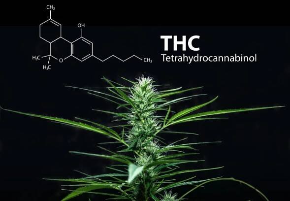 Obsah THC v konopí: Kolik % je už příliš