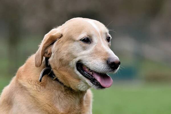 Pět let v útulku: Kříženec labradora Timmy stále vyhlíží novou rodinu
