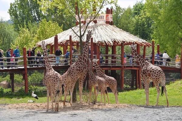 1 - 2 noci v Hotelu Safari Lodge*** a prohlídka ZOO Dvůr Králové