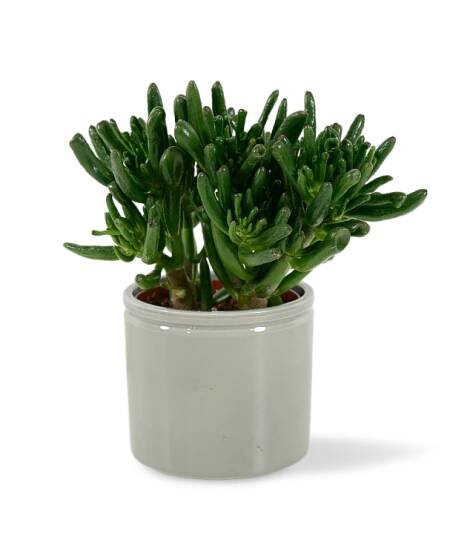 Crassula 'Hobbit' Ø10,5cm