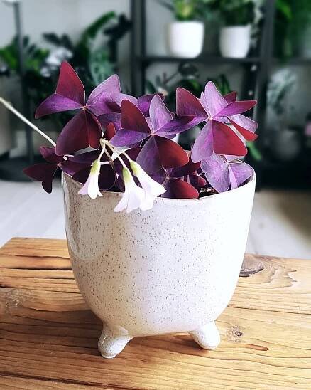 Oxalis Triangularis instagram @botanist_diary