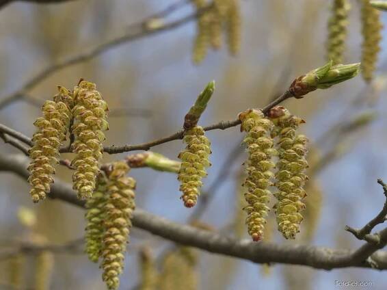 Habr obecný - Carpinus betulus