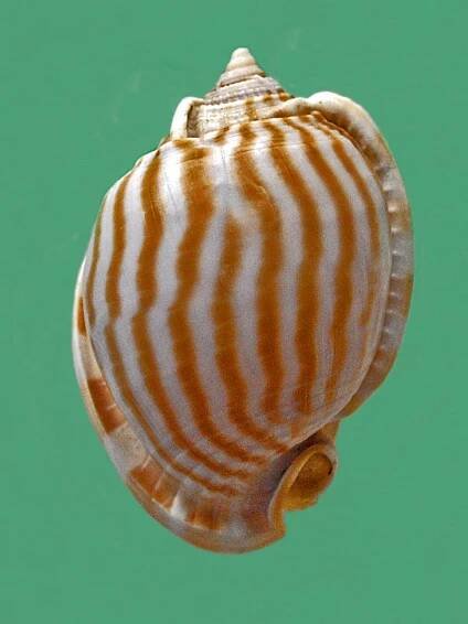 Phalium