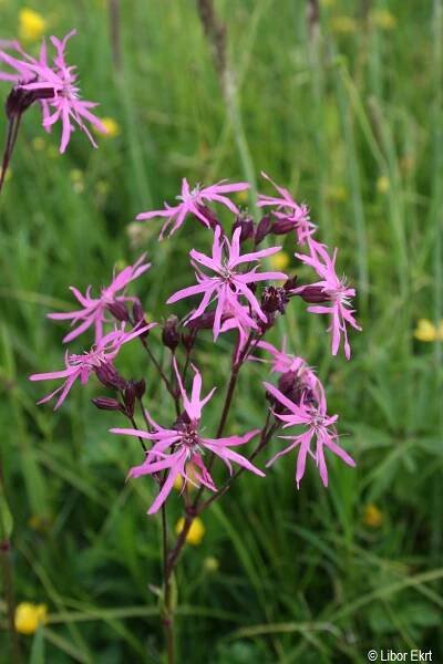 Lychnis flos-cuculi | Květena Šumavy
