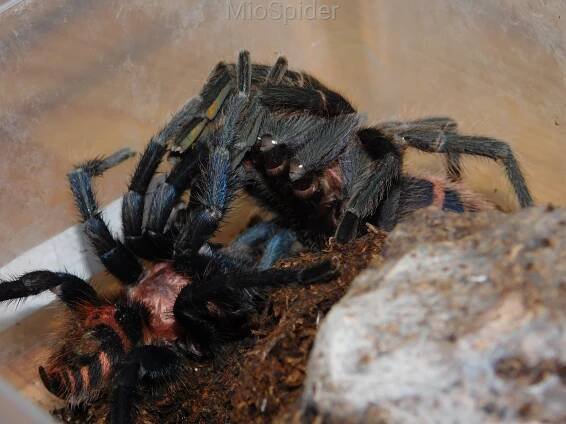 MioSpider