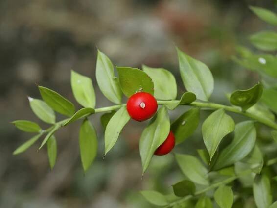 Ruscus