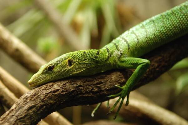 Varanus (Hapturosaurus)