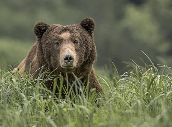 Bears | Mike Caroff Photography