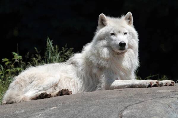 Olomoucká zoo rozšířila safari o výběh s arktickými vlky - Ekolist.cz