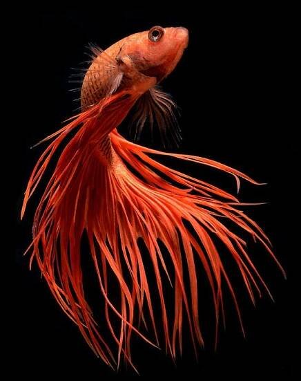 a yellow and black fish with long hair on it's back legs, swimming in the water