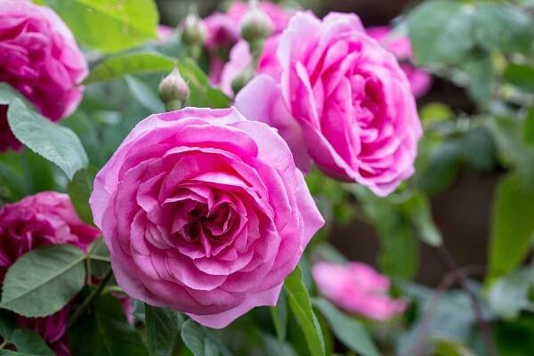 pink roses are blooming in the garden