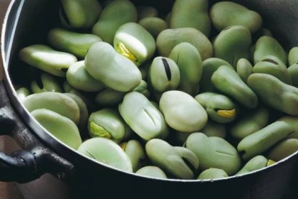 Mungo je odrůda fazolí podobná hrachu