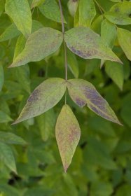 Klokoč zpeřený - podzimní listy (Staphylea pinnata)