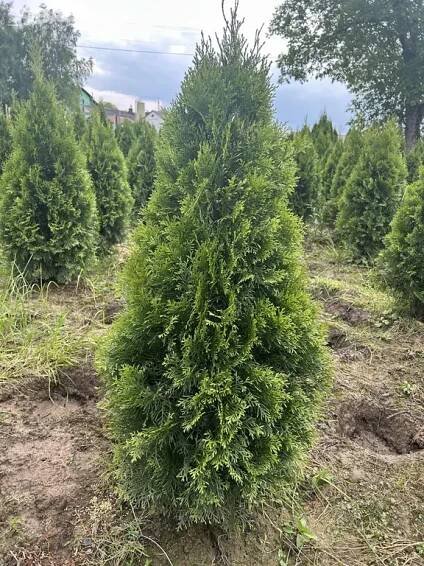 Thuja smaragd 110-120 cm - Praha - Bazar