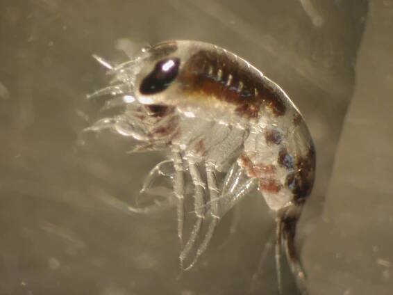 Photo Gallery | (EcoFOCI) Ecosystems & Fisheries-Oceanography Coordinated Investigations