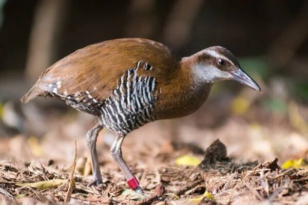 Guam Rail walking on the ground