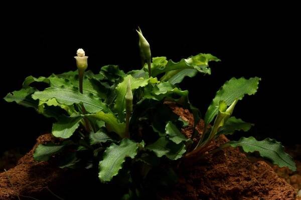 Bucephalandra sp ' Wavy Green' Aquarium plant mounted on Lava Rock