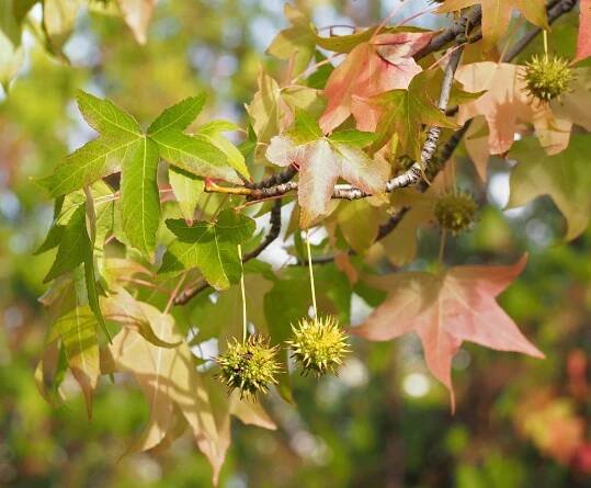 Los frutos del liquidambar son globosos