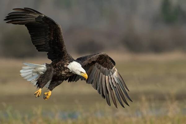 Bald Eagles is on Flight