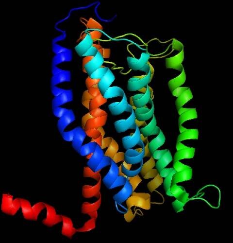 Interleukin-8 receptor - Wikipedia