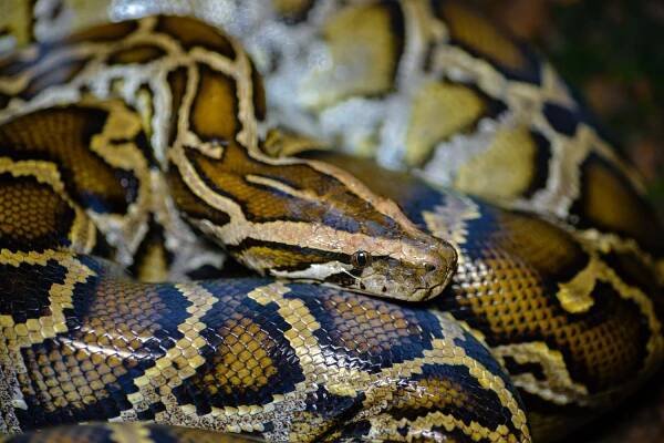Python bivittatus - Kaeng Krachan District, Phetchaburi
