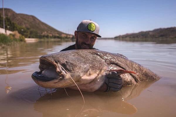 Maru sumcařina doslova pohltila 👍👍👍 – Racho Rio Ebro – Rybolov ve Španělsku na řece Ebro